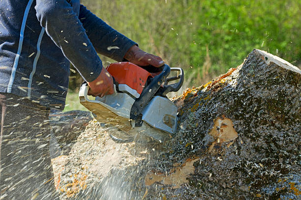 How Our Tree Care Process Works  in  Union Gap, WA